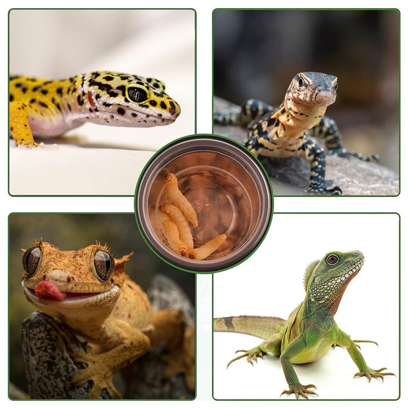 ถ้วยใส่อาหารและน้ำสำหรับตุ๊กแก - Pet Supplies Is Food บทวิจารณ์และราคา